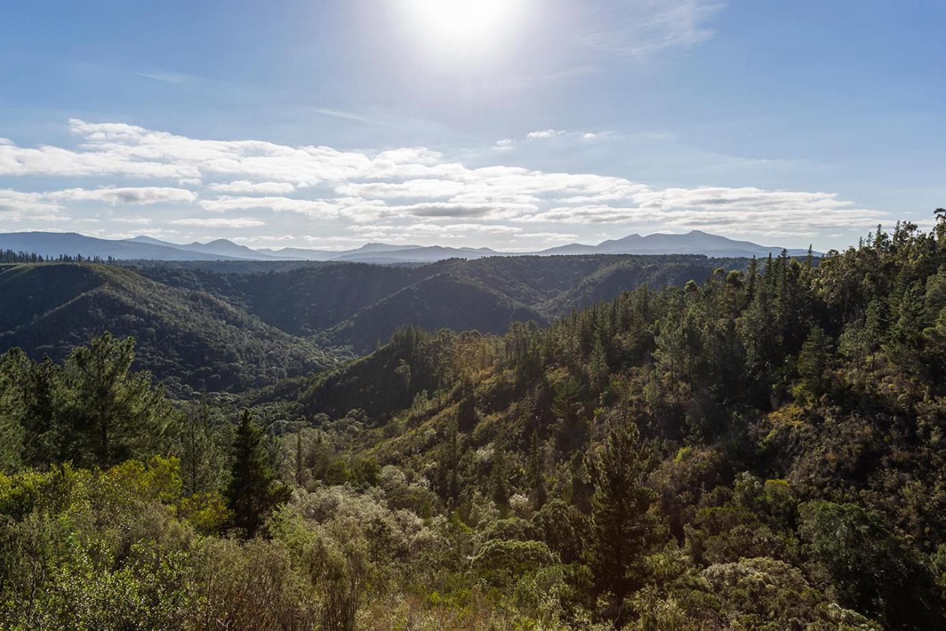 Forest Valley Cottages Knysna Exteriör bild